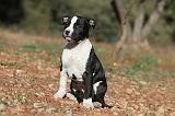 AMSTAFF  PUPPIES 078
